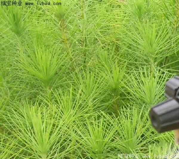 <a href='https://www.lvbad.com/linmuzhongzi/1708.html' target='_blank'>马尾松种子</a>