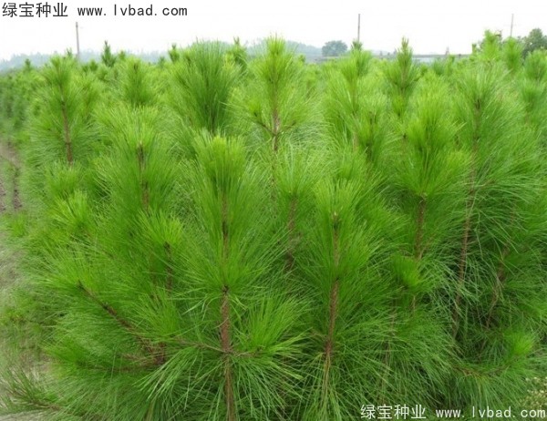 <a href='https://www.lvbad.com/linmuzhongzi/1708.html' target='_blank'>马尾松种子</a>