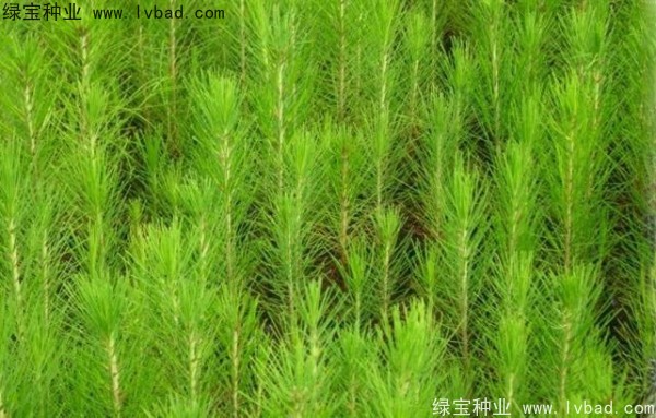 <a href='https://www.lvbad.com/linmuzhongzi/1708.html' target='_blank'>马尾松种子</a>