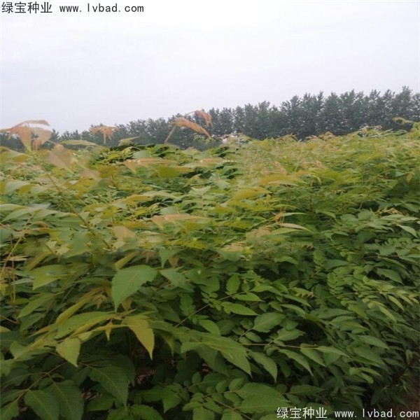 栾树种子