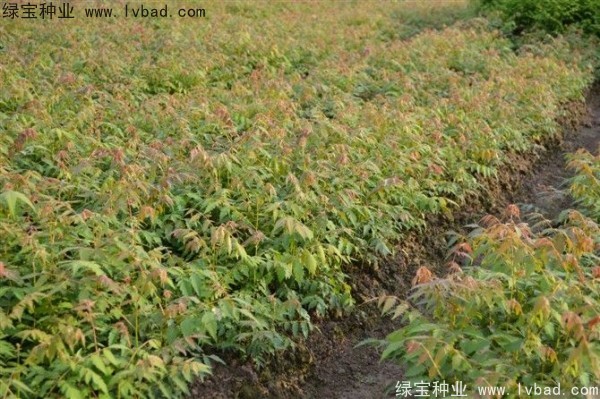 栾树<a href='https://www.lvbad.com/' target='_blank'>种子</a>