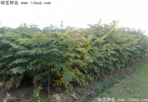 <a href='https://www.lvbad.com/linmuzhongzi/1710.html' target='_blank'>栾树种子</a>
