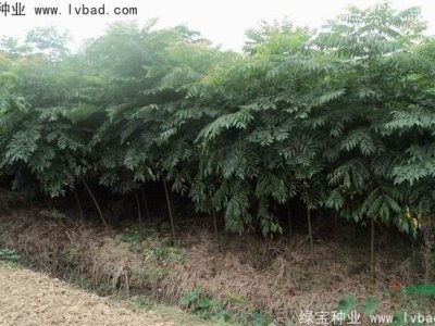 栾树种子