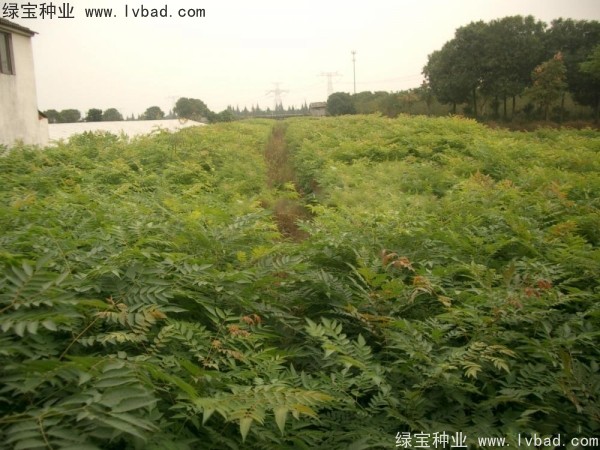 栾树种子