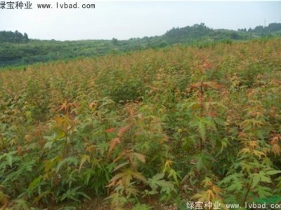 鸡爪槭种子