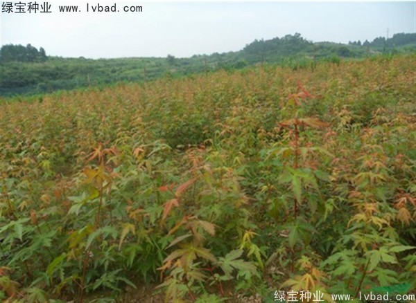 <a href='https://www.lvbad.com/linmuzhongzi/1711.html' target='_blank'>鸡爪槭种子</a>