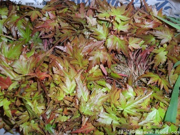 <a href='https://www.lvbad.com/linmuzhongzi/1711.html' target='_blank'>鸡爪槭种子</a>