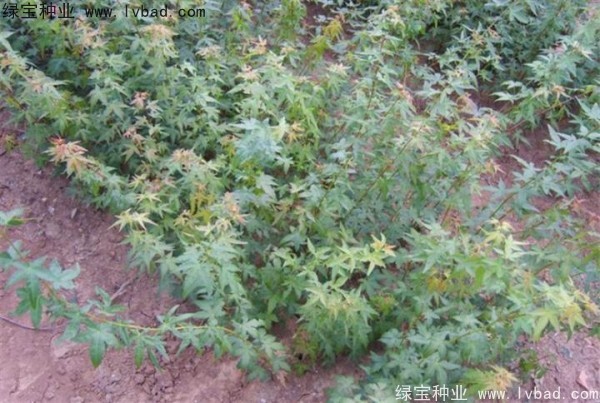 <a href='https://www.lvbad.com/linmuzhongzi/1711.html' target='_blank'>鸡爪槭种子</a>