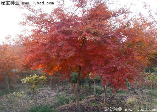 鸡爪槭<a href='https://www.lvbad.com/' target='_blank'>种子</a>
