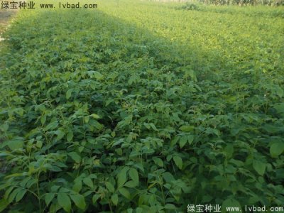 白蜡种子