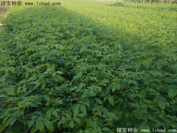 <a href='https://www.lvbad.com/linmuzhongzi/1712.html' target='_blank'>白蜡种子</a>