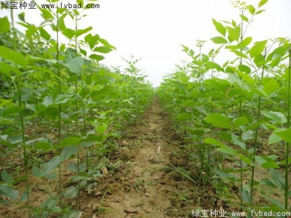 白蜡<a href='https://www.lvbad.com/' target='_blank'>种子</a>