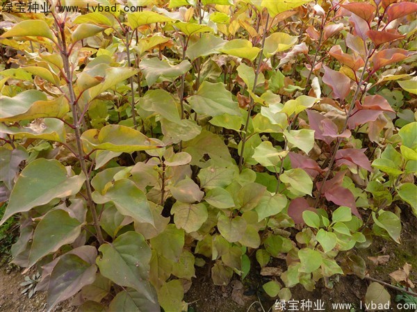 <a href='https://www.lvbad.com/linmuzhongzi/1713.html' target='_blank'>丁香</a><a href='https://www.lvbad.com/' target='_blank'>种子</a>