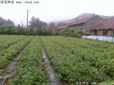 丁香种子
