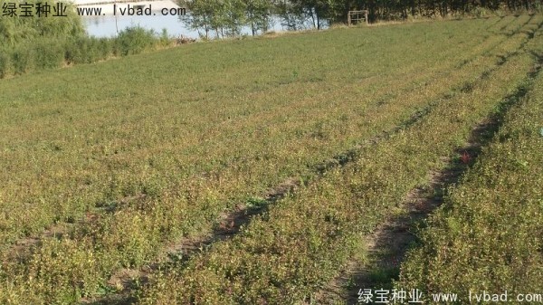 <a href='https://www.lvbad.com/linmuzhongzi/1713.html' target='_blank'>丁香种子</a>