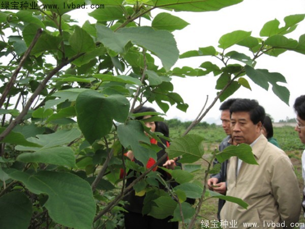 <a href='https://www.lvbad.com/linmuzhongzi/1714.html' target='_blank'>构树</a><a href='https://www.lvbad.com/' target='_blank'>种子</a>