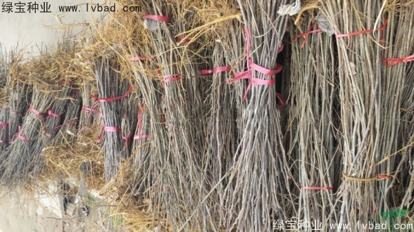 <a href='https://www.lvbad.com/linmuzhongzi/1714.html' target='_blank'>构树种子</a>