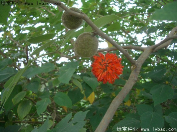 构树种子