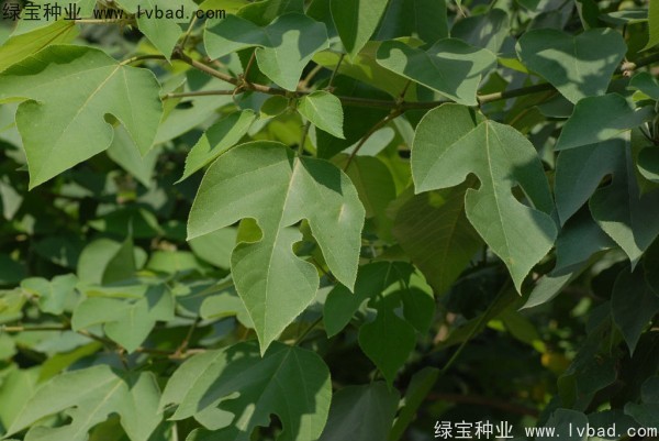 构树种子