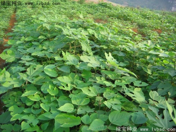 构树种子