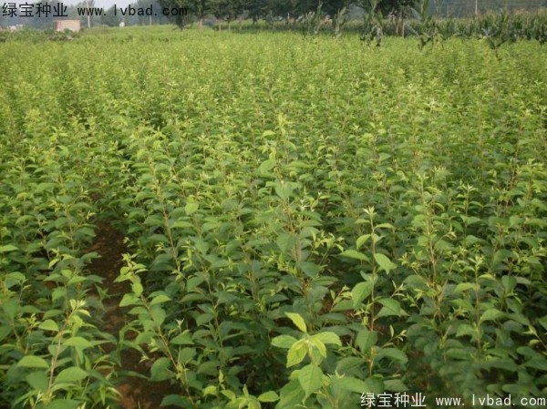 <a href='https://www.lvbad.com/linmuzhongzi/1715.html' target='_blank'>榆叶梅种子</a> <a href='https://www.lvbad.com/linmuzhongzi/1715.html' target='_blank'>榆叶梅种子</a>