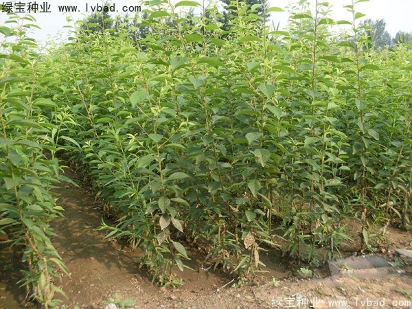榆叶梅种子 榆叶梅种子