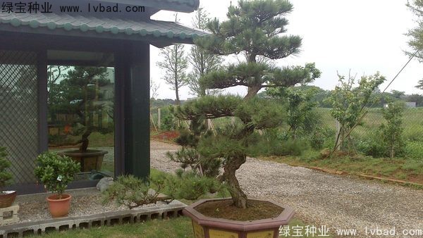 <a href='https://www.lvbad.com/linmuzhongzi/1716.html' target='_blank'>黑松</a><a href='https://www.lvbad.com/' target='_blank'>种子</a>
