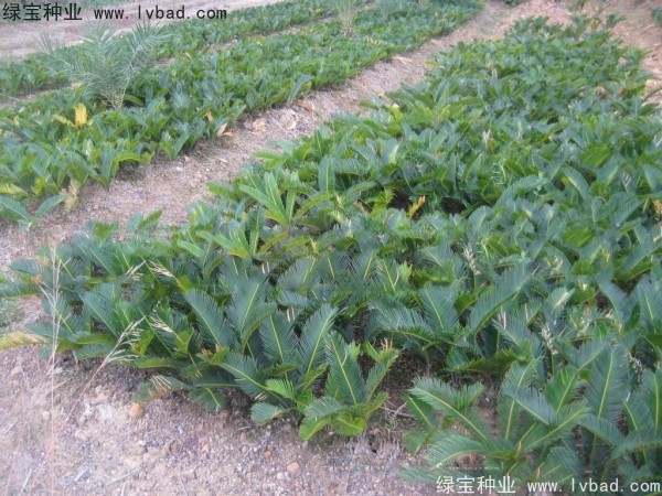 <a href='https://www.lvbad.com/linmuzhongzi/1717.html' target='_blank'>铁树种子</a>