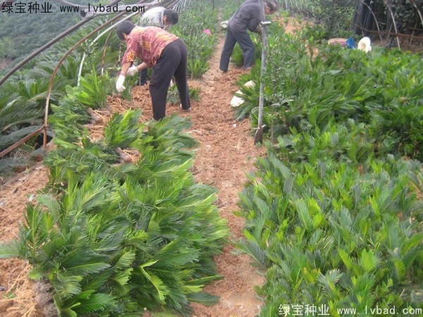 铁树种子