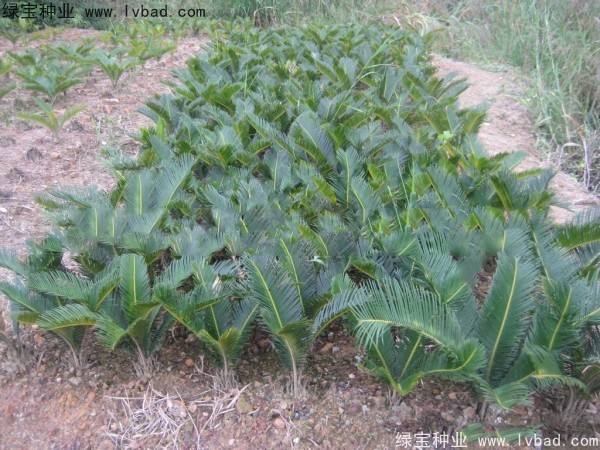<a href='https://www.lvbad.com/linmuzhongzi/1717.html' target='_blank'>铁树</a><a href='https://www.lvbad.com/' target='_blank'>种子</a>