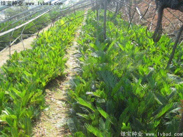 铁树种子