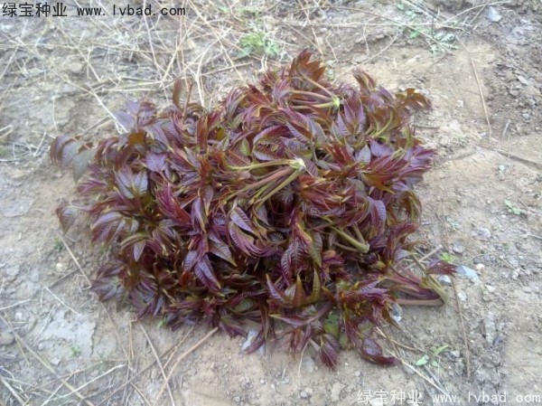 <a href='https://www.lvbad.com/linmuzhongzi/1719.html' target='_blank'>香椿种子</a>
