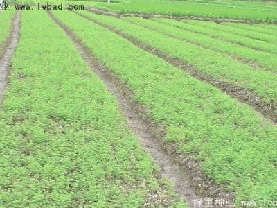 水杉种子