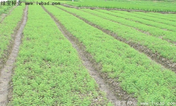 <a href='https://www.lvbad.com/linmuzhongzi/1720.html' target='_blank'>水杉</a><a href='https://www.lvbad.com/' target='_blank'>种子</a>