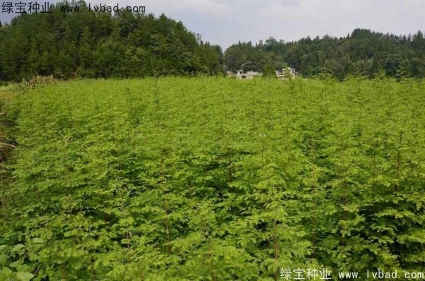<a href='https://www.lvbad.com/linmuzhongzi/1720.html' target='_blank'>水杉</a><a href='https://www.lvbad.com/' target='_blank'>种子</a>