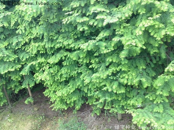 <a href='https://www.lvbad.com/linmuzhongzi/1720.html' target='_blank'>水杉种子</a>
