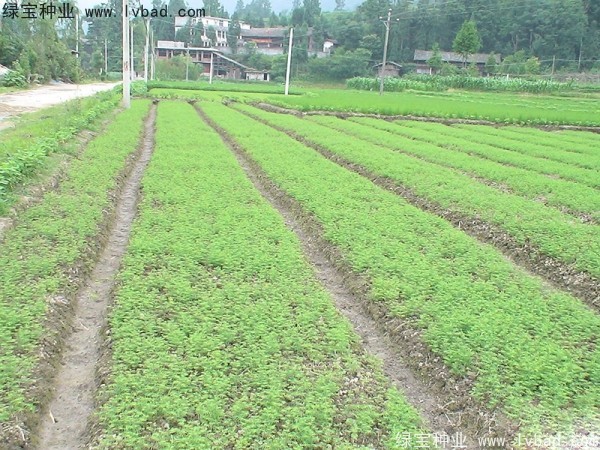 水杉<a href='https://www.lvbad.com/' target='_blank'>种子</a>