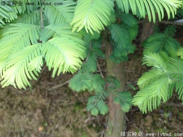 水杉种子
