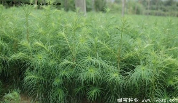 水杉种子