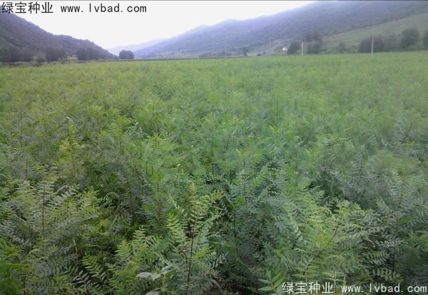 <a href='https://www.lvbad.com/linmuzhongzi/1721.html' target='_blank'>文冠果种子</a>