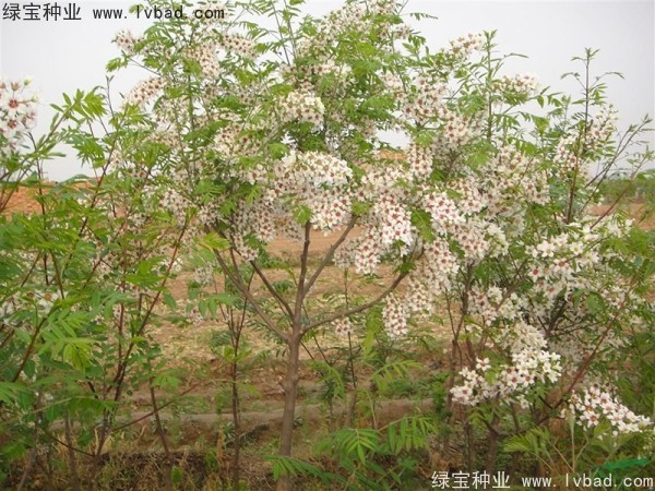 文冠果<a href='https://www.lvbad.com/' target='_blank'>种子</a>