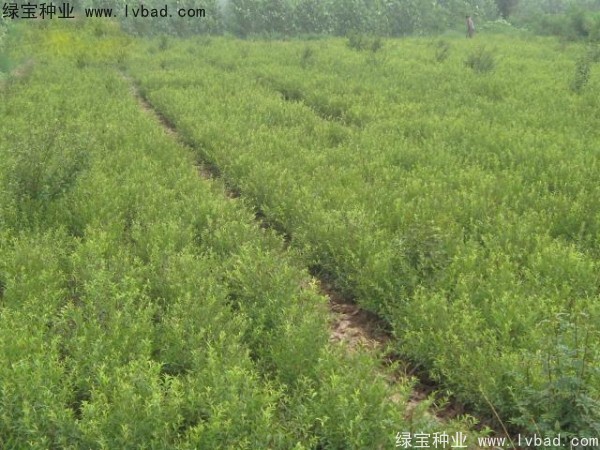 文冠果种子