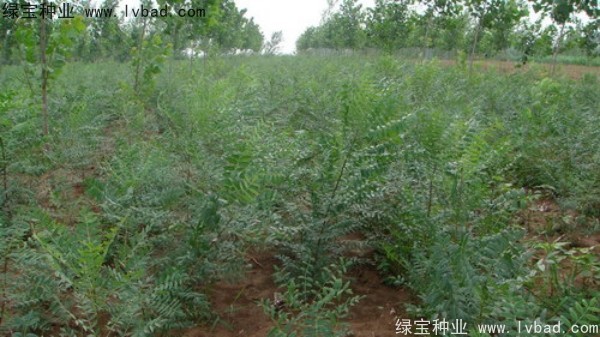 <a href='https://www.lvbad.com/linmuzhongzi/1721.html' target='_blank'>文冠果种子</a>
