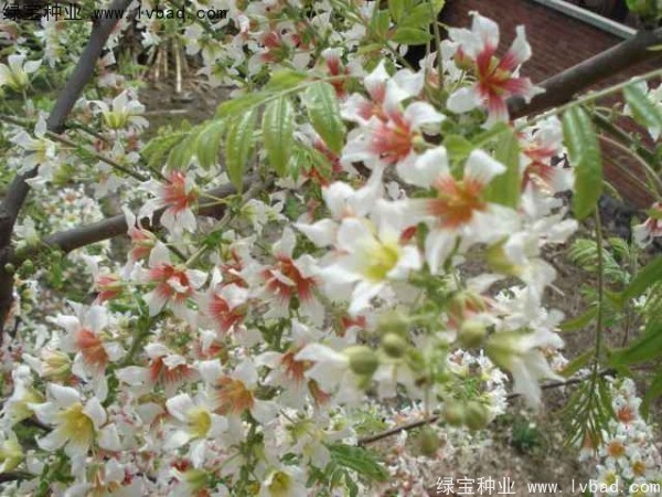 文冠果种子