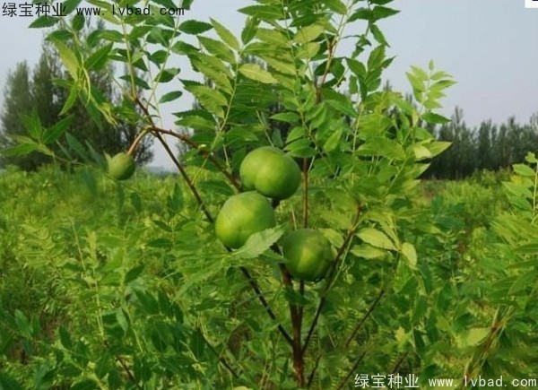 <a href='https://www.lvbad.com/linmuzhongzi/1721.html' target='_blank'>文冠果</a><a href='https://www.lvbad.com/' target='_blank'>种子</a>