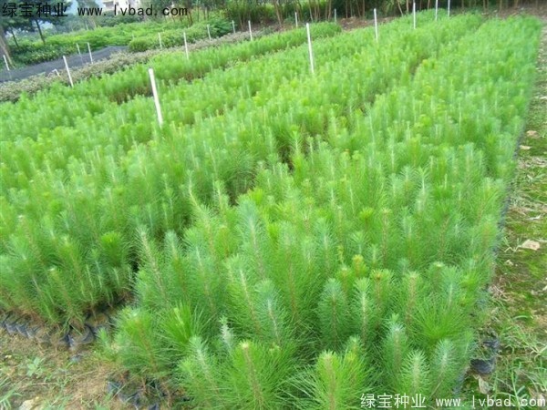 <a href='https://www.lvbad.com/linmuzhongzi/1722.html' target='_blank'>湿地松</a><a href='https://www.lvbad.com/' target='_blank'>种子</a>