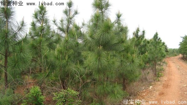 湿地松<a href='https://www.lvbad.com/' target='_blank'>种子</a>