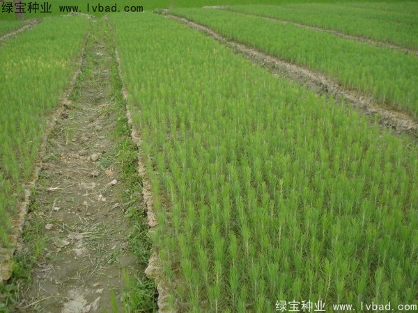 湿地松<a href='https://www.lvbad.com/' target='_blank'>种子</a>