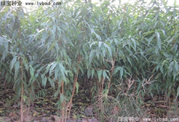 桃树种子