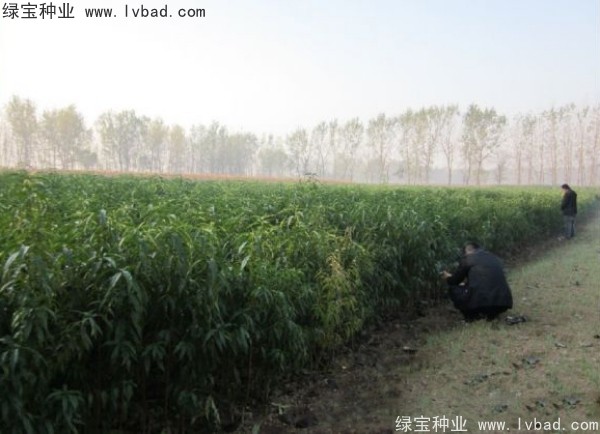 <a href='https://www.lvbad.com/linmuzhongzi/1723.html' target='_blank'>桃树种子</a>